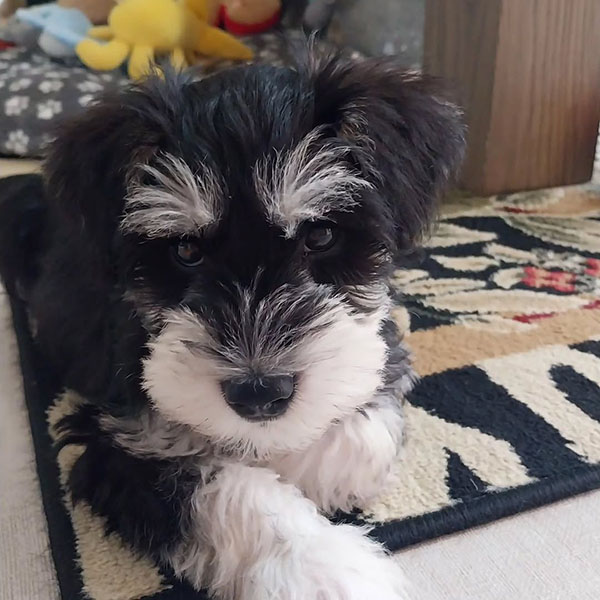 REX | MALE | AVAILABLE