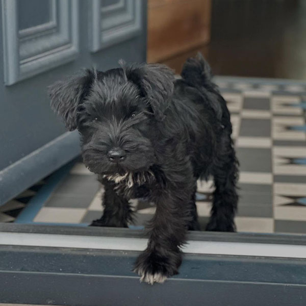 SCARLET | MALE | AVAILABLE