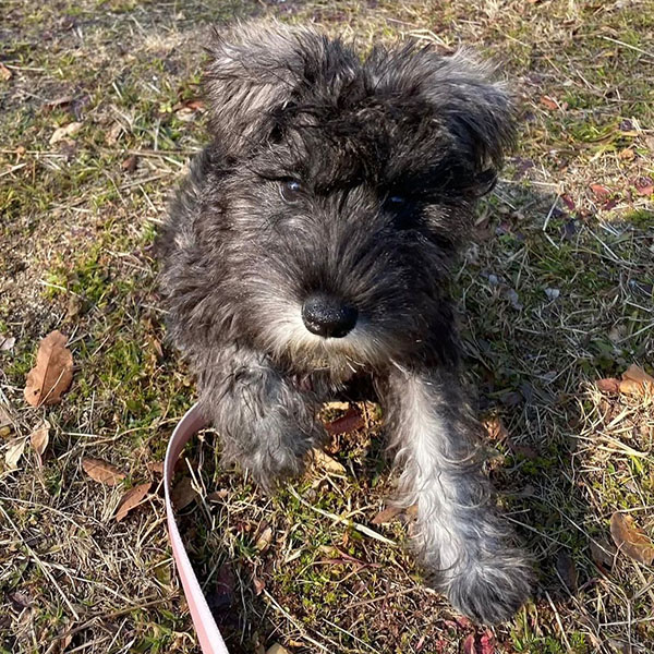 LULU | FEMALE | AVAILABLE