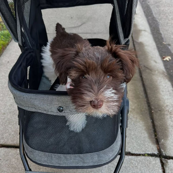 RENA | FEMALE | AVAILABLE