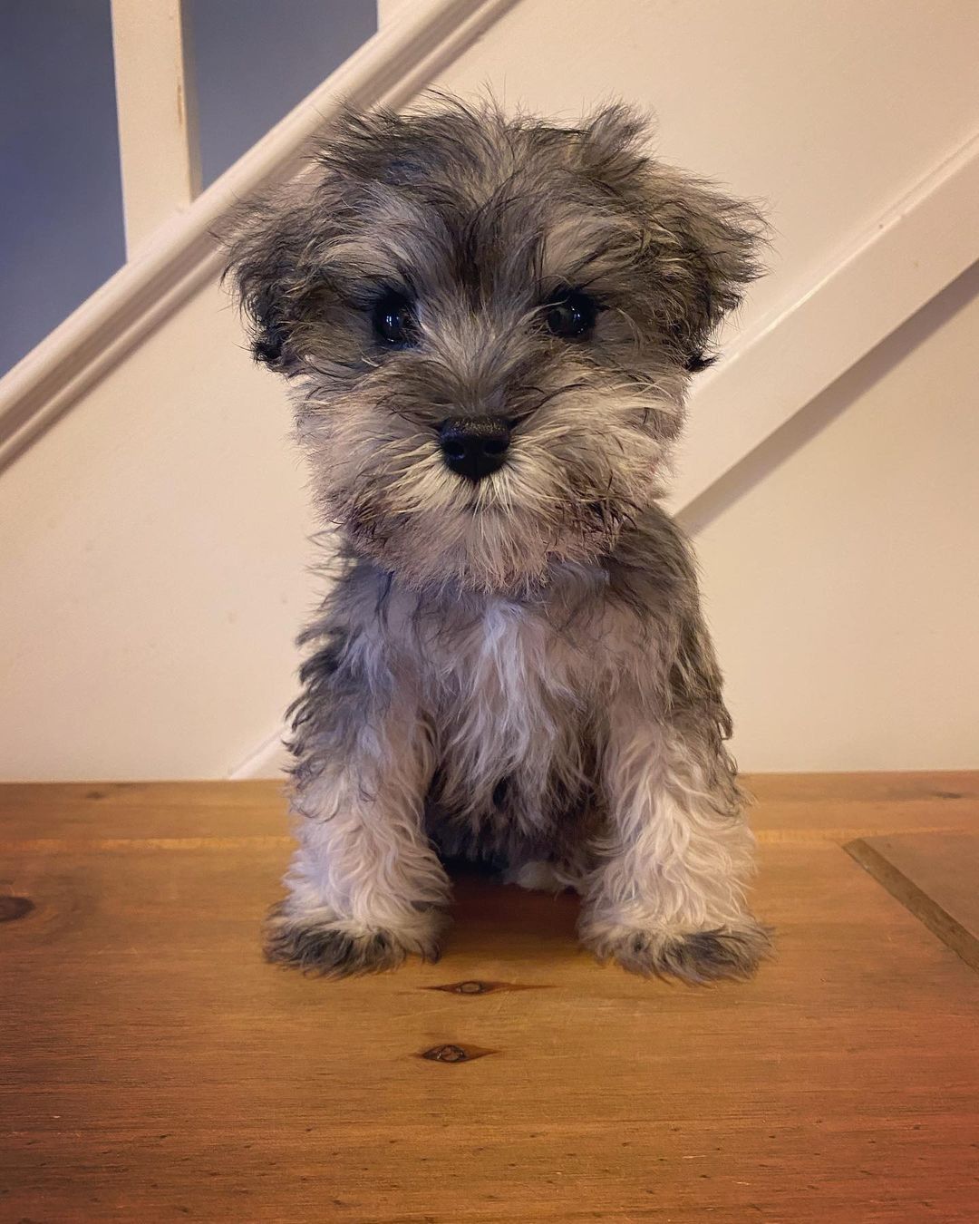 LARA | FEMALE | AVAILABLE