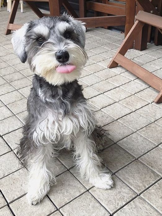 TESSA | FEMALE | AVAILABLE