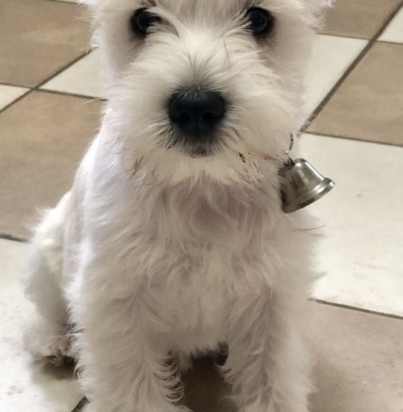 412ae8910069c83848c8b7c61fb68e77