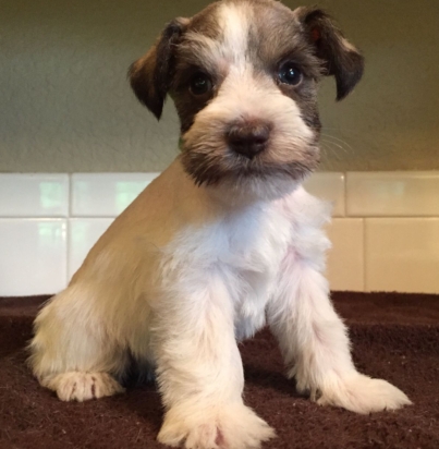 98c2b372fdacd21e0ee9b37a12f78580