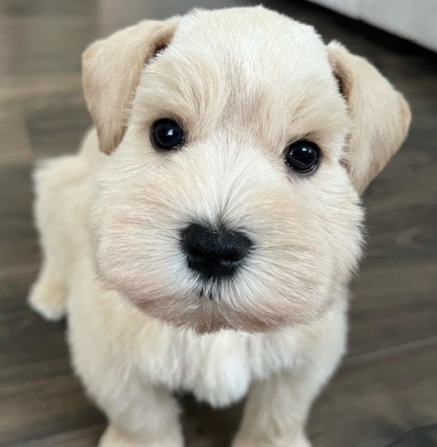 9933fa860dd2b68848c9ed704fc667d4