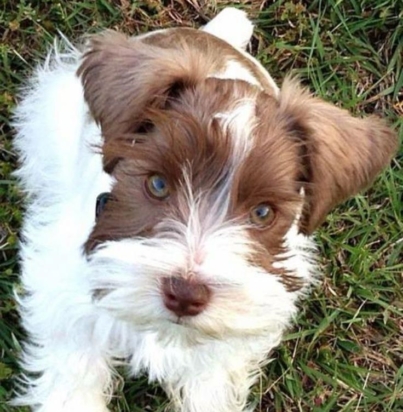 bf0cae07d8bca1a2ac3c3fec5c6d5017