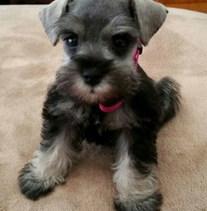 dc65520e8931e63ddebd14631c16e9ce