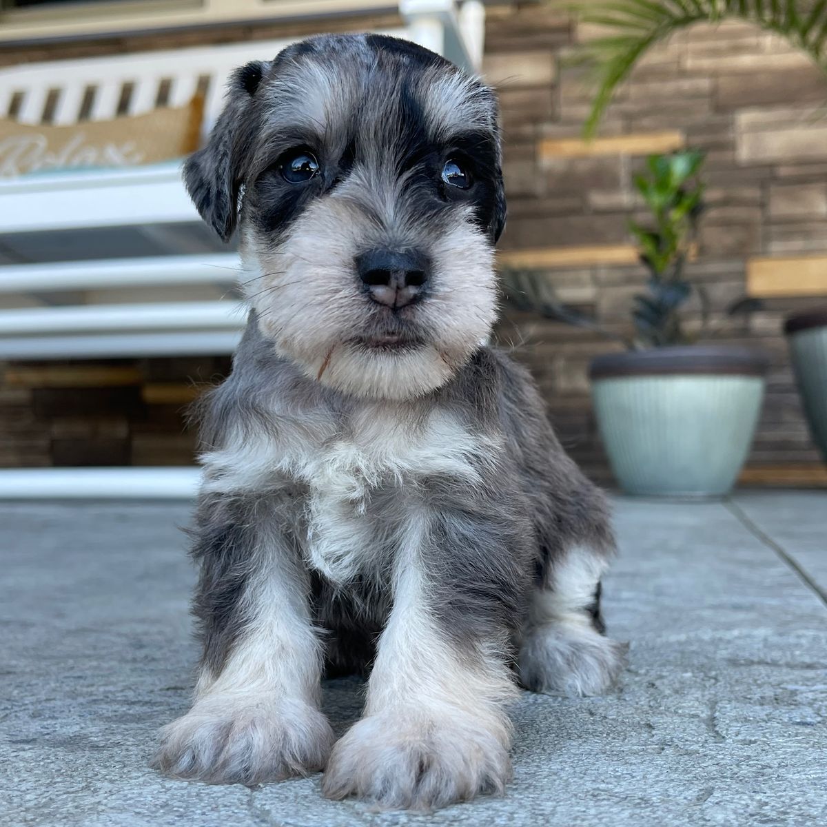 MARA | FEMALE | AVAILABLE