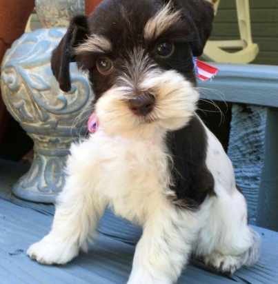 f95f8ce0ac9be8d7fe99878bdc645058